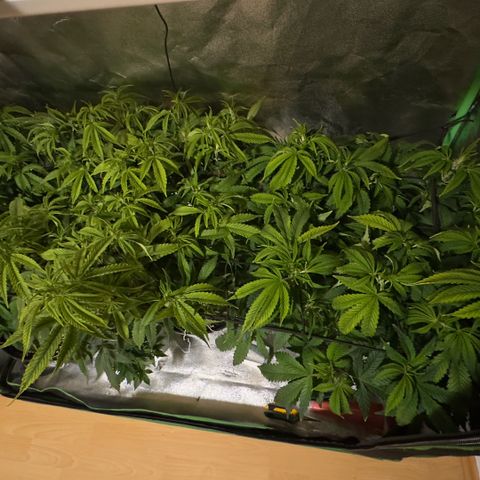 Scrogbomb #1 growlog photo: Start 12/12 Blüte
Installation Ad-Lights IR + DeepRed
