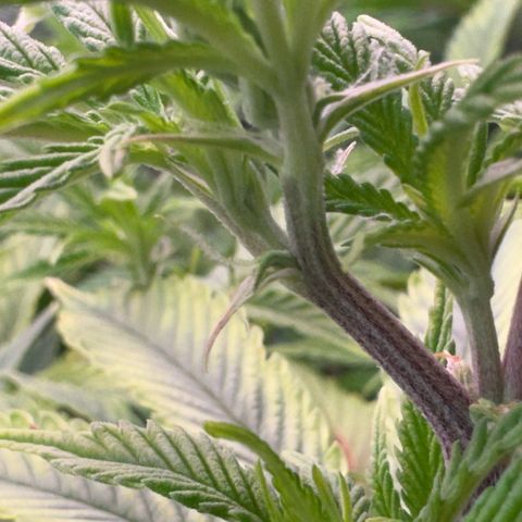 Scrogbomb #1 growlog photo: Start 12/12 Blüte
Installation Ad-Lights IR + DeepRed