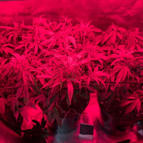 Scrogbomb #1 growlog photo: Start 12/12 Blüte
Installation Ad-Lights IR + DeepRed