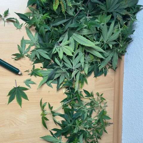 Scrogbomb #1 growlog photo: Entlauben - Vorbereiten für Blüte