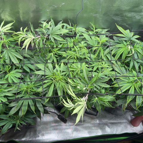 Scrogbomb #1 growlog photo: Entlauben - Vorbereiten für Blüte