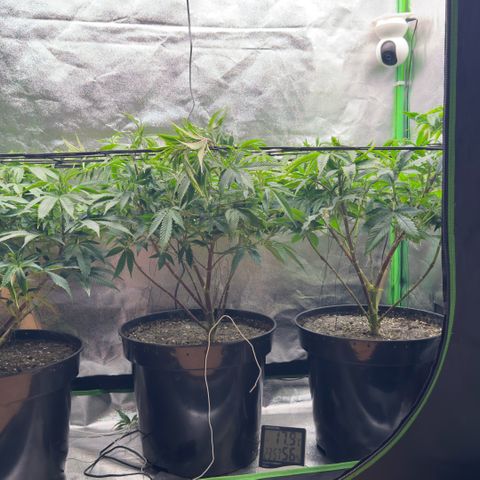 Scrogbomb #1 growlog photo: Entlauben - Vorbereiten für Blüte