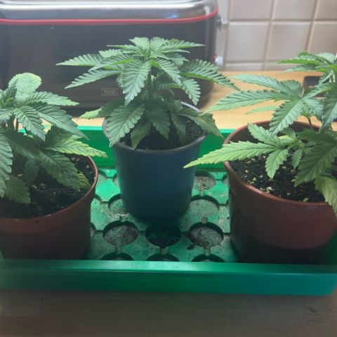 Scrogbomb #1 growlog photo: Toppen + Umtopfen