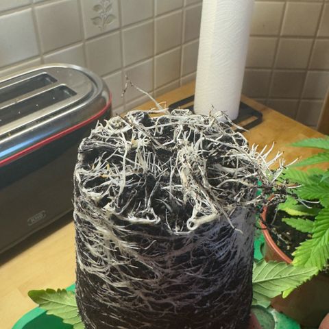 Scrogbomb #1 growlog photo: Toppen + Umtopfen