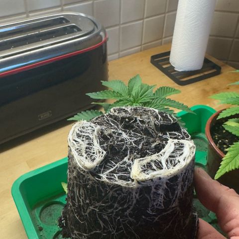 Scrogbomb #1 growlog photo: Toppen + Umtopfen
