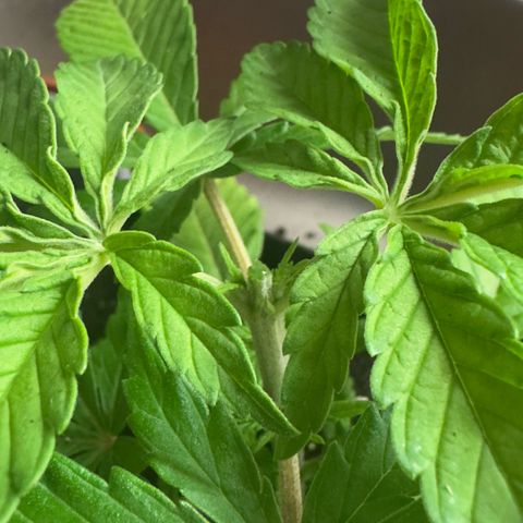 Scrogbomb #1 growlog photo: Toppen + Umtopfen