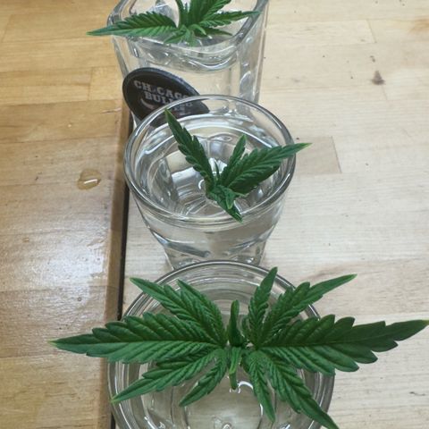 Scrogbomb #1 growlog photo: Toppen + Umtopfen