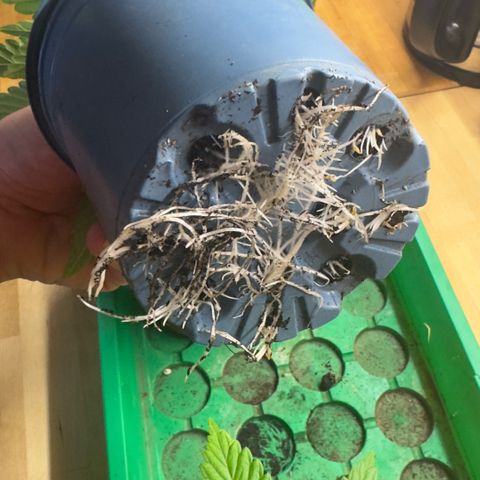 Scrogbomb #1 growlog photo: Toppen + Umtopfen
