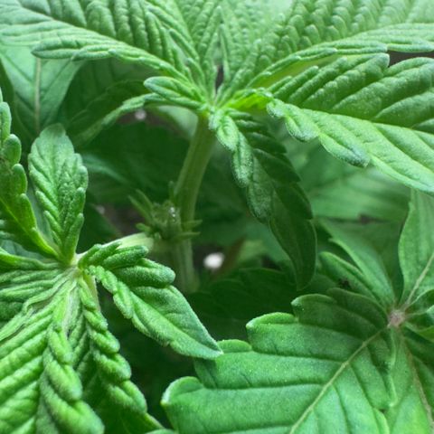 Scrogbomb #1 growlog photo: Toppen + Umtopfen