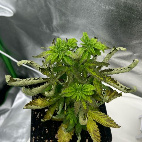 Scrogbomb #1 growlog photo: Extremer Windbrand + Evtl. Überdüngung
+ Toppen/Umtopfen alles an einem Tag da 3 Wochen weg / Urlaub! 