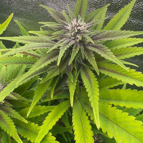 Scrogbomb #1 growlog timeline photo
