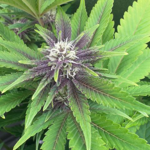 Scrogbomb #1 growlog timeline photo