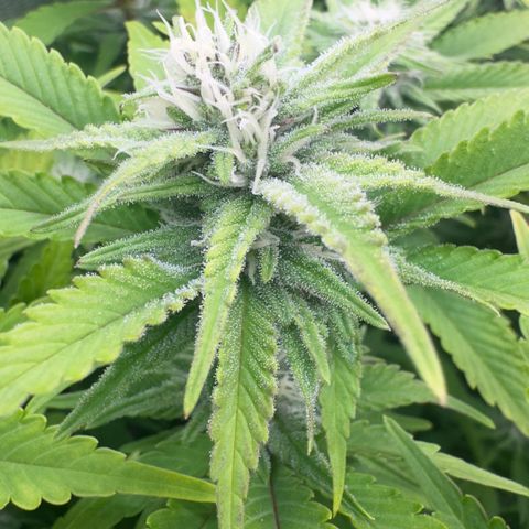 Scrogbomb #1 growlog timeline photo