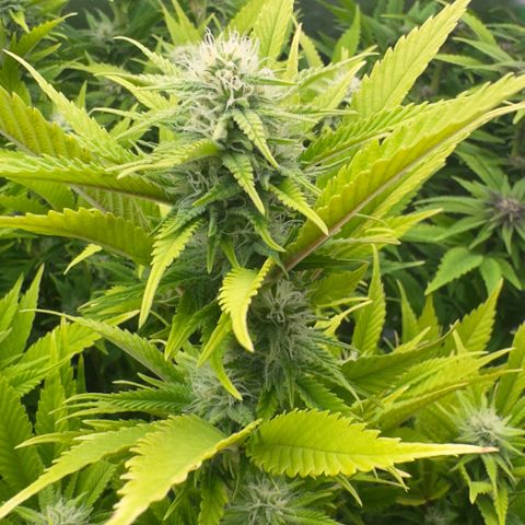 Scrogbomb #1 growlog timeline photo