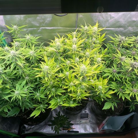 Scrogbomb #1 growlog timeline photo