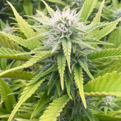 Scrogbomb #1 growlog timeline photo