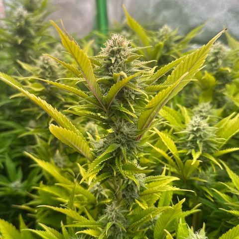 Scrogbomb #1 growlog timeline photo