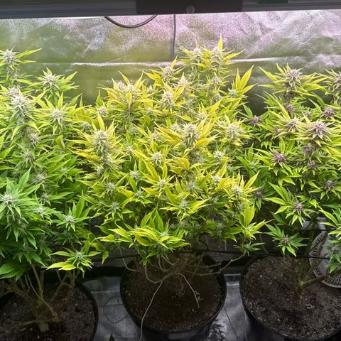 Scrogbomb #1 growlog timeline photo
