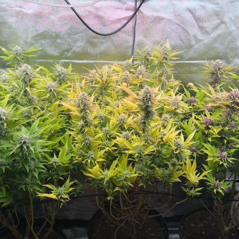 Scrogbomb #1 growlog timeline photo