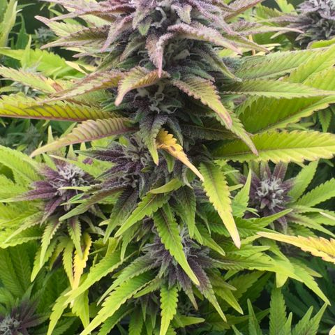 Scrogbomb #1 growlog timeline photo