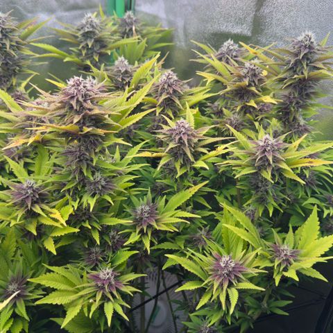 Scrogbomb #1 growlog timeline photo