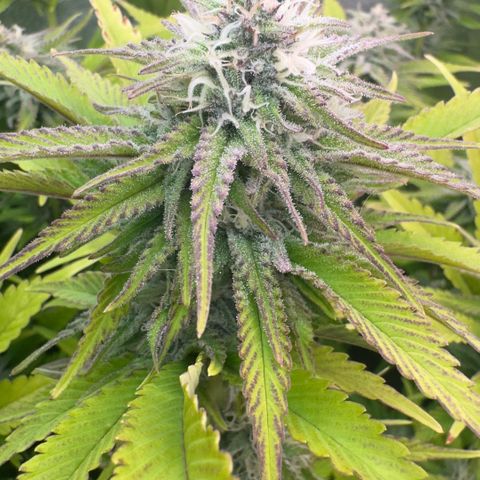 Scrogbomb #1 growlog timeline photo