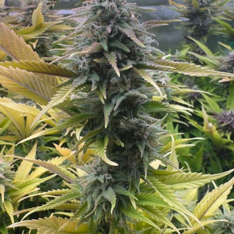 Scrogbomb #1 growlog timeline photo