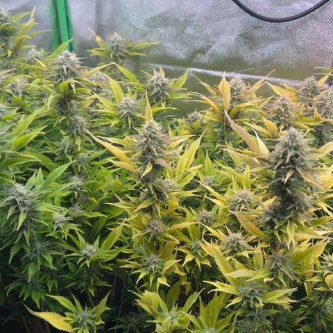Scrogbomb #1 growlog timeline photo