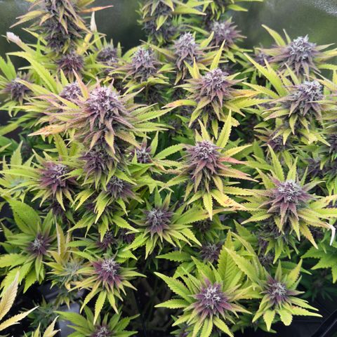 Scrogbomb #1 growlog timeline photo