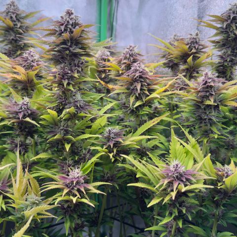 Scrogbomb #1 growlog timeline photo