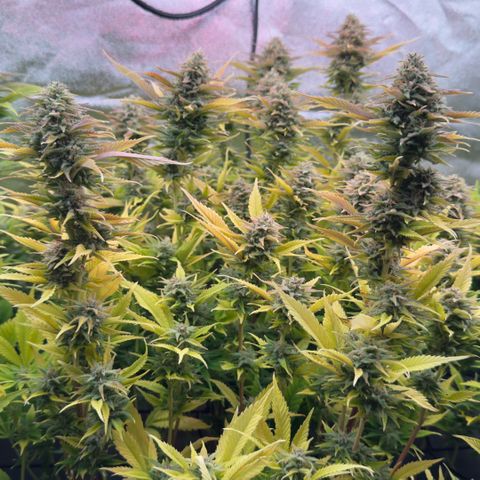 Scrogbomb #1 growlog timeline photo