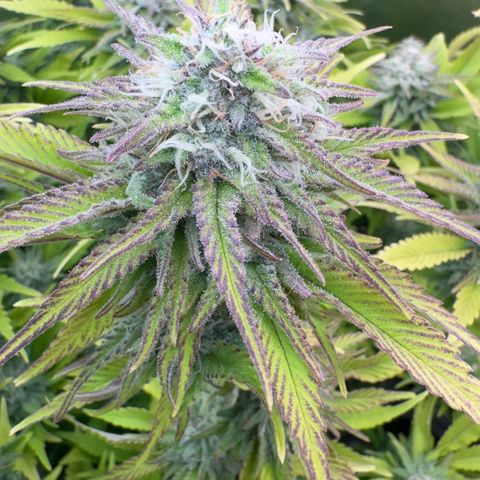 Scrogbomb #1 growlog timeline photo