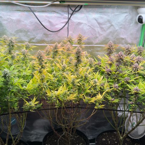 Scrogbomb #1 growlog timeline photo