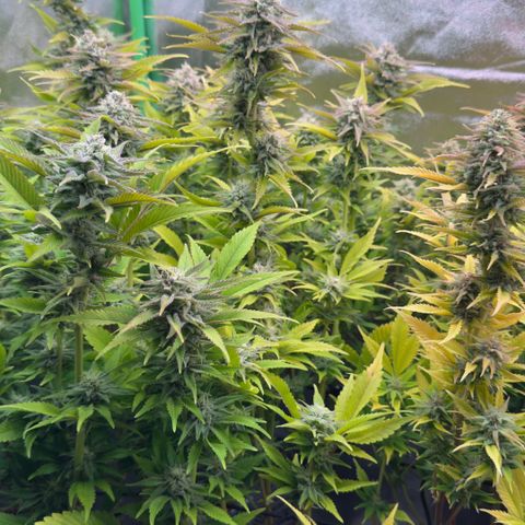 Scrogbomb #1 growlog timeline photo