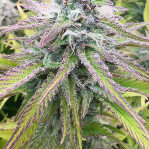 Scrogbomb #1 growlog timeline photo