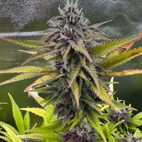 Scrogbomb #1 growlog timeline photo
