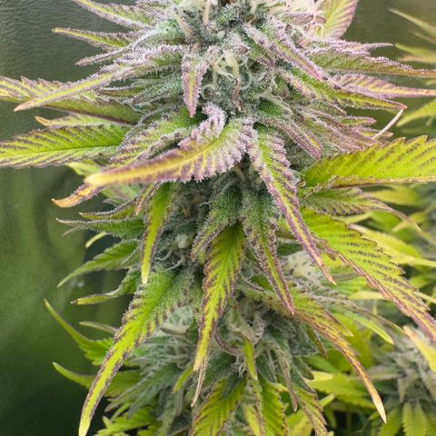 Scrogbomb #1 growlog timeline photo