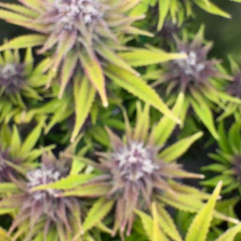 Scrogbomb #1 growlog timeline photo