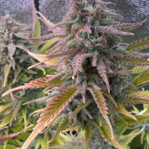 Scrogbomb #1 growlog timeline photo
