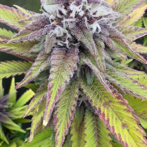 Scrogbomb #1 growlog timeline photo