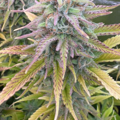 Scrogbomb #1 growlog timeline photo