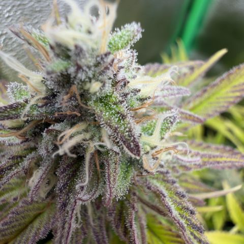 Scrogbomb #1 growlog timeline photo