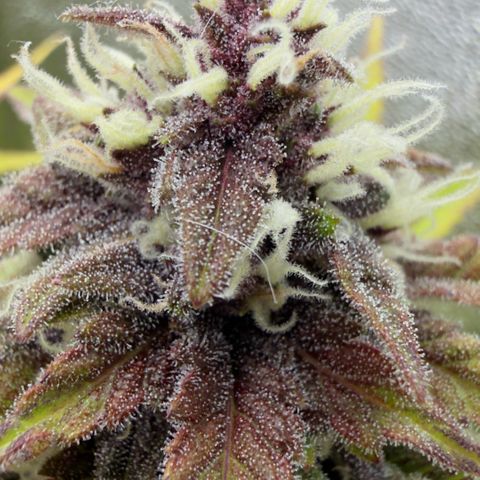 Scrogbomb #1 growlog timeline photo