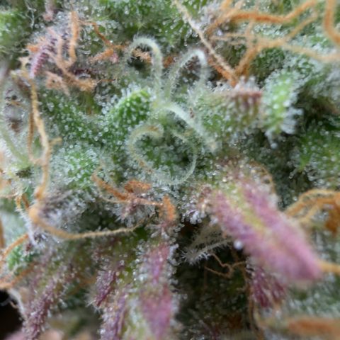 Scrogbomb #1 growlog timeline photo