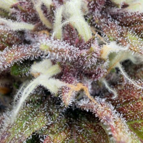 Scrogbomb #1 growlog timeline photo