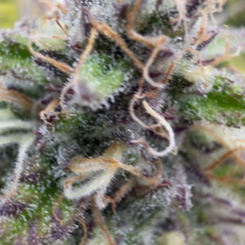 Scrogbomb #1 growlog timeline photo