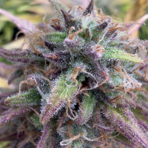Scrogbomb #1 growlog timeline photo