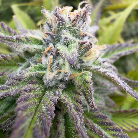 Scrogbomb #1 growlog timeline photo