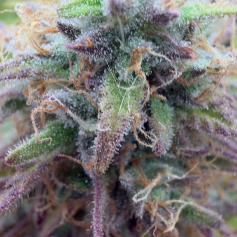 Scrogbomb #1 growlog timeline photo