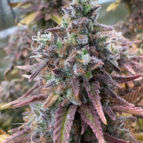 Scrogbomb #1 growlog timeline photo